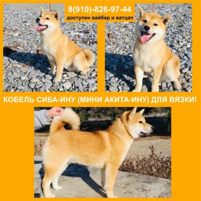 Продам щенка Акита, акита-ину - Россия, Тверь