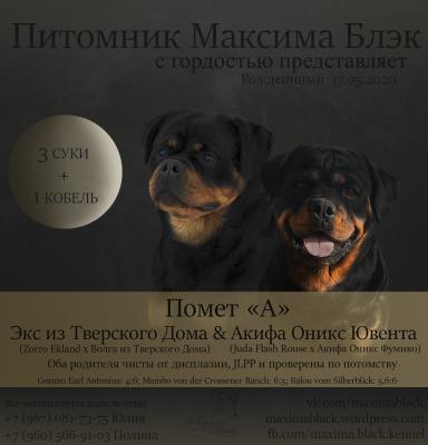 Продам щенка Ротвейлер - Россия, Рязань. Цена 40000 рублей. Щенки из питомника Максима Блэк - Россия, Рязань