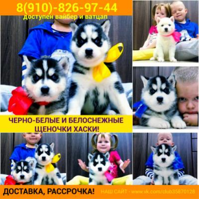 Продам щенка Хаски - Россия, Тверь