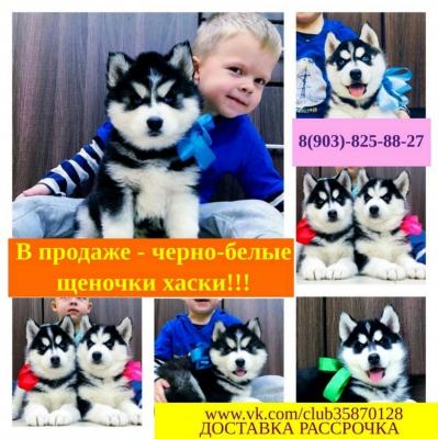 Продам щенка Хаски - Россия, Самара