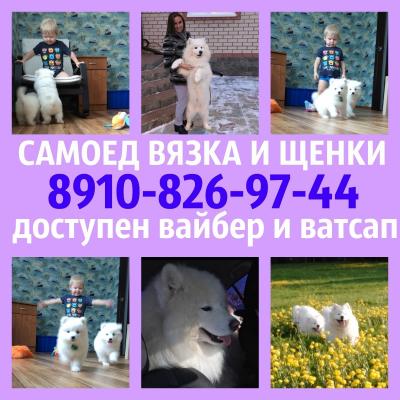 Продам щенка Самоед, самоедская лайка - Россия, Владимир