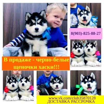Продам щенка Хаски - Россия, Москва