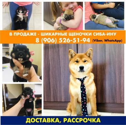 Продам щенка Акита, акита-ину - Россия, Ярославль