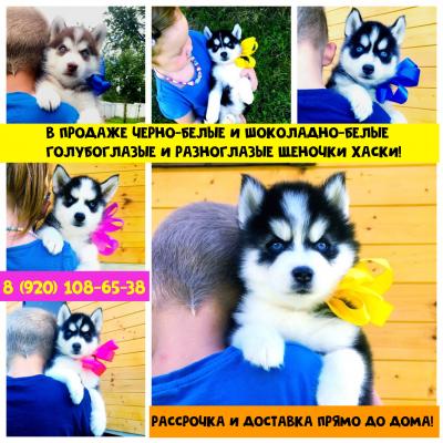 Продам щенка Хаски - Россия, Нижний Новгород