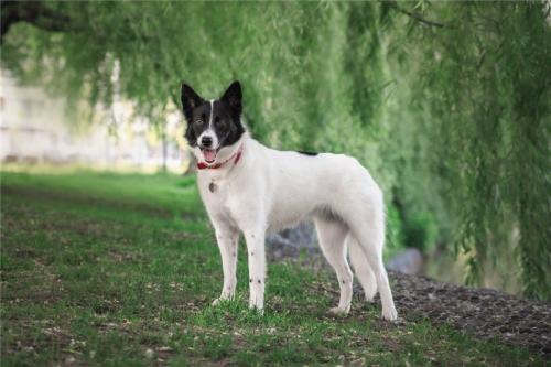Отдам щенка в добрые руки Метис, Красивая собака Герти в добрые руки. - Россия, Москва