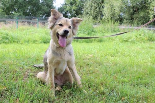 Отдам щенка в добрые руки Бордер колли - Россия, Москва