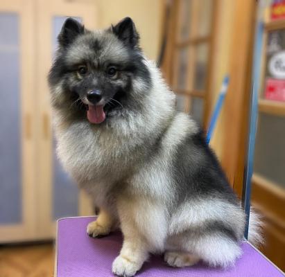 Отдам щенка в добрые руки Волчий шпиц, Вольфшпиц Лиза ищет дом! - Россия, Москва