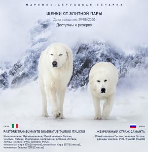Продам щенка Маремма, Мареммо-абруццкая овчарка - Россия, Санкт-Петербург