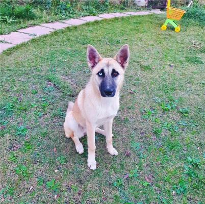 Отдам щенка в добрые руки Метис, Щенок метис Думка ждёт своего лучшего друга! - Россия, Москва