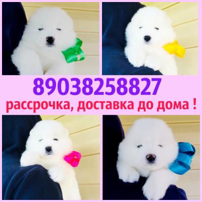 Продам щенка Самоед, самоедская лайка - Россия, Брянск