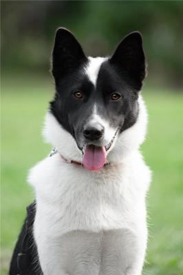 Отдам щенка в добрые руки Метис, Красивый пёс Рэнди в добрые руки! - Россия, Москва