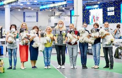 Продам щенка Другая порода/смешанная, ОДИС - Украина, Кривой Рог. Цена 300 долларов