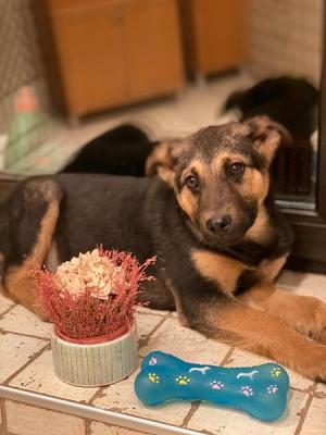 Отдам щенка в добрые руки Метис, Щенок Бари, метис овчарки, ищет дом! - Россия, Москва