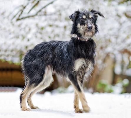 Отдам щенка в добрые руки Скотч терьер, шотландский терьер - Россия, Москва