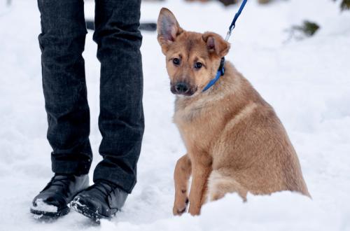 Отдам щенка в добрые руки Немецкая овчарка - Россия, Москва