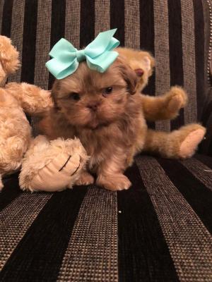 Продам щенка , shihtzu - Финляндия, Лахти. Цена 350 евро