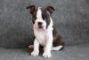 Куплю щенка Россия, Москва Бостон терьер