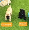 Продам щенка Ireland, Waterford , Cane corso
