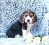 Продам щенка Germany, Berlin Beagle