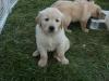Продам щенка Greece, Heraklion Golden Retriever