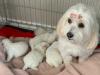 Продам щенка Bulgaria, Other breed, COTON DE TULEAR