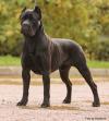 Питомник собак Corso Demone