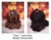 Питомник собак kennel - Izumrud Sibiri - Питомник Изумруд Сибири