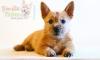 Питомник собак СмайлТим (SmileTeam)