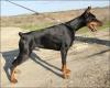 Питомник собак Defender of Bulgaria kennel