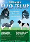 Питомник собак Black Trump