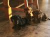 Питомник собак 165euro each Miniature Smooth Haired Dachshund puppies for sale
