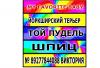 Питомник собак йорки шпицы пуделя