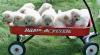 Питомник собак Available Chow Chow Pups For adoption