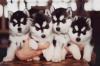 Питомник собак Siberian Husky Puppies for adoption