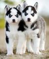 Питомник собак Siberian Husky Puppies for adoption