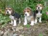 Зоомагазин Щенки Tri Color Beagles Корк