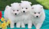 Питомник собак Samoyed Puppies Available