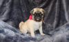 Зоомагазин Available Pug Pups For adoption Adorable Никосии