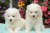 Питомник собак Adorable Samoyed Puppies