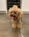 Питомник собак Beautiful Poodle puppies for good home