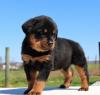 Питомник собак Rottweiler Puppies