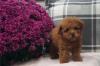 Питомник собак Toy-Poodle Puppies Available