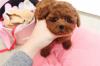 Питомник собак Toy-Poodle Puppies Available