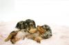 Питомник собак Mini-Dachshund Puppies Available