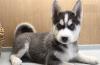 Питомник собак Blue Eyes Siberian Husky Puppies Available