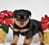 Питомник собак Rottweiler Puppies