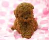 Питомник собак Maltipoo Puppies Available