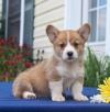 Питомник собак Pembroke Welsh Corgi Puppies Available