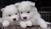 Питомник собак Male and Female Samoyed Puppies Available to Loving Homes