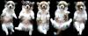 Питомник собак CLAN IRONHORN private welsh corgi pembroke kennel